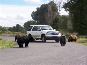 Yellowstone Bear World - Rexburg, ID 83440